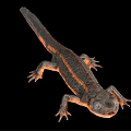 Detailed 3D Rendering Of Salamander With Orange Stripes On Black Background