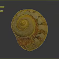 Vibrant Shell Shaped Sculpture Featuring Spiral Design And Orange White Hues