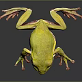 Vibrant Green And Yellow Frog Sitting On Reflective Black Surface With Pink Limbs
