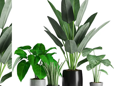 Lush Green Potted Bonsai Plants With Large And Small Leaf Varieties In Black Gray Pots 3d model