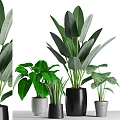 Lush Green Potted Bonsai Plants With Large And Small Leaf Varieties In Black Gray Pots