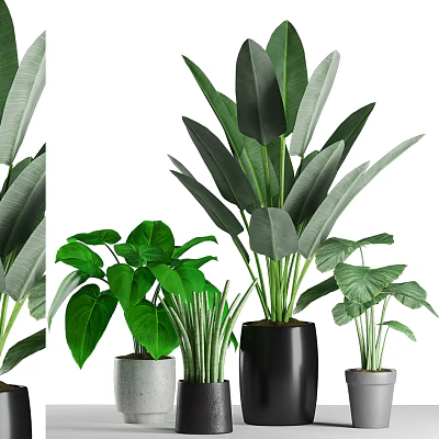 Lush Green Potted Bonsai Plants With Large And Small Leaf Varieties In Black Gray Pots 3d model