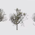 Five Arbor Varieties With Diverse Branch Foliage On White Background 3d model