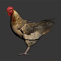 Brown And Beige Chicken With Red Comb Standing On Black Background