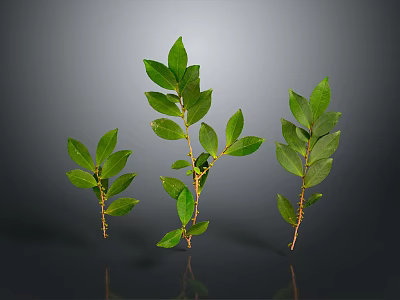 Three Fresh Green Leaf Plants With Slender Stems On Gray Background 3d model