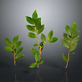 Three Fresh Green Leaf Plants With Slender Stems On Gray Background