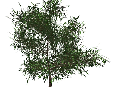 Lush Arbor With Green Slender Leaves And Strong Trunk In Garden 3d model
