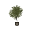 Modern Bonsai Bonsai Green Plant Indoor Plants Indoor Bonsai 3d model