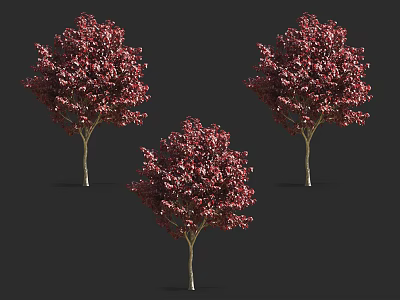 Three Arbor Trees With Vibrant Red Leaves Lush Crowns Against Dark Background 3d model