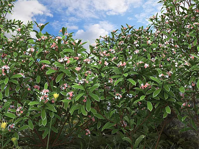 Green Leaf Bushes With Lush Foliage And Pink Flowers Under Blue Sky 3d model