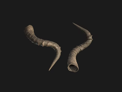 Horns of Modern Animals Horns of Animals 3d model