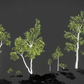 Various Sizes of Trees with White Trunks and Green Leaves on Dark Background