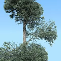 Tall Arbor With Lush Green Foliage And Clear Blue Sky Background