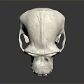 Detailed Anatomical Skull Organ Model Featuring White Smooth Surface And Structure