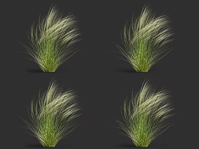 Green Shrubs With Long Slender Leaves Display On Dark Background For Landscape 3d model
