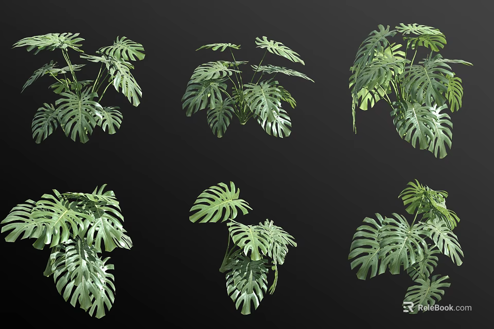 Bonsai Potted Monstera Plants With Various Leaf Shapes And Green Foliage 3d model 