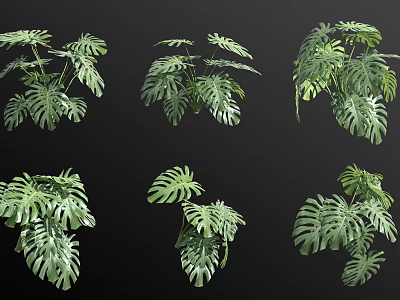 Bonsai Potted Monstera Plants With Various Leaf Shapes And Green Foliage 3d model