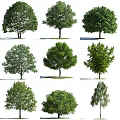 Different Types of Arbor Trees with Various Crown Shapes and Lush Green Foliage