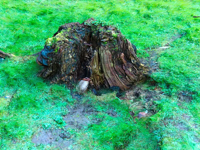 Tall Tree Stump in Lush Green Grass with Natural Moss and Decayed Wood 3d model