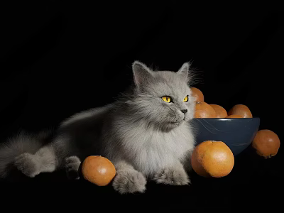 Gray Long Haired Cat With Yellow Eyes Near Bowl Of Oranges On Black Background 3d model