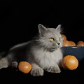 Gray Long Haired Cat With Yellow Eyes Near Bowl Of Oranges On Black Background