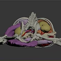 Food Digestion Process In Human Body 3D Model With Skeleton And Organs