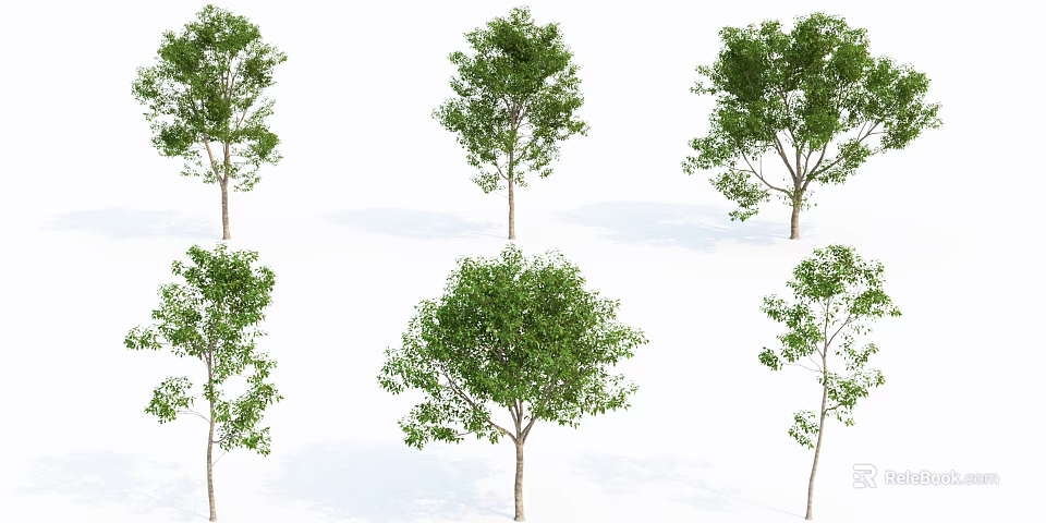 Various Arbor Tree Varieties With Green Foliage For Landscape Design 3d model