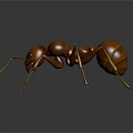 Detailed Brown Ant With Long Antennae On Dark Reflective Background