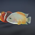 Vibrant Animated Fish Characters Including Clownfish And Yellow White Varieties For Games And Films