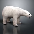 Realistic 3D Polar Bear Model With White Fur Standing Pose And Detailed Rendering 3d model