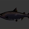 Modern fish salmon large scale salmon nuke salmon 3d model