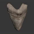 Fossilized Triangular Tooth With Brown Red Texture And Glossy Base On Dark Background