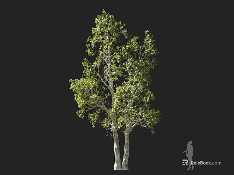 Tall Arbor With Lush Green Leaves And White Trunks Against Black Background With Person Silhouette 3d model 