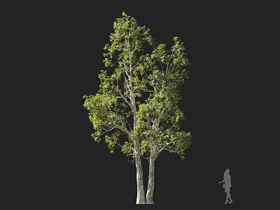 Tall Arbor With Lush Green Leaves And White Trunks Against Black Background With Person Silhouette 3d model