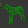 Gray Dog Standing On Smooth Surface With Reflection In Studio