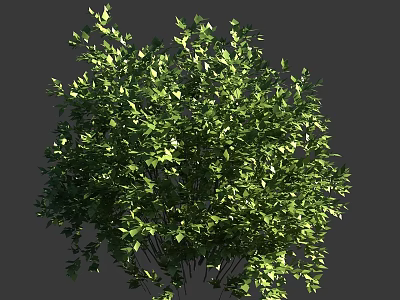Lush Green Bush with Dense Vibrant Leaves in Outdoor Garden Setting 3d model