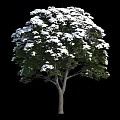 Three Arbor Trees With White Blooms In Various Sizes On Black Background 3d model