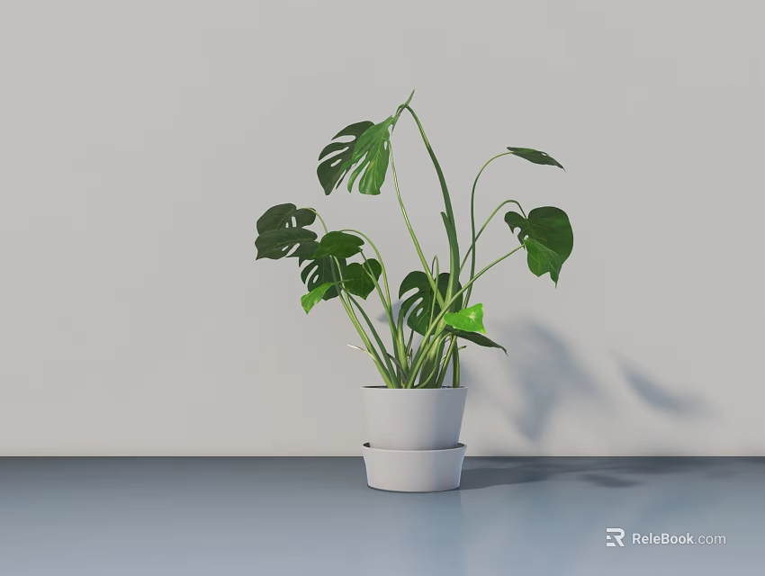 Bonsai Potted Monstera Plant in White Double Layer Pot on Light Colored Tabletop with Shadow 3d model 
