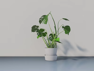 Bonsai Potted Monstera Plant in White Double Layer Pot on Light Colored Tabletop with Shadow 3d model
