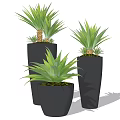 Potted Plants in Black Pots Various Sizes with Green Leaves and Decorative Moss Indoor
