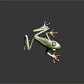 Green Frog with Red Eyes Orange Toes and Colorful Legs on Gray Background