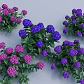 Vibrant Purple and Pink Flowering Shrubs with Lush Green Leaves in Garden