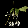 Plant Displaying Green Leaves and Hanging White Flowers Against Black Background