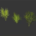 Three Different Trees With Thin Branches Dense Foliage And Leafy Canopies