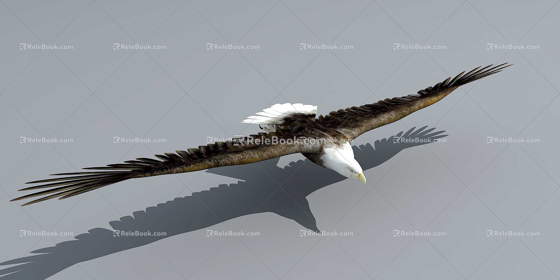 Flying animals birds eagle bald eagle 3d model