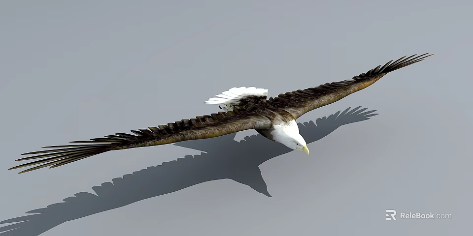 Majestic Bald Eagle Flying with Outstretched Brown Wings White Head and Shadow Below 3d model 