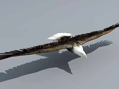 Flying animals birds eagle bald eagle 3d model