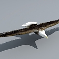 Flying animals birds eagle bald eagle 3d model