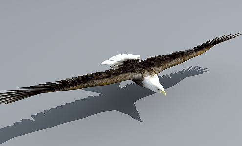 Flying animals birds eagle bald eagle 3d model