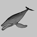 Humpback Whale With Open Mouth And Visible Baleen Plates Against Dark Deep Ocean Background